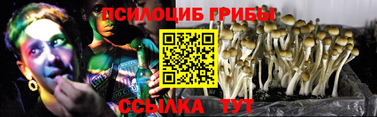 Жуковский  Галлюциногенные грибы Psilocybe  Вход с VPN 